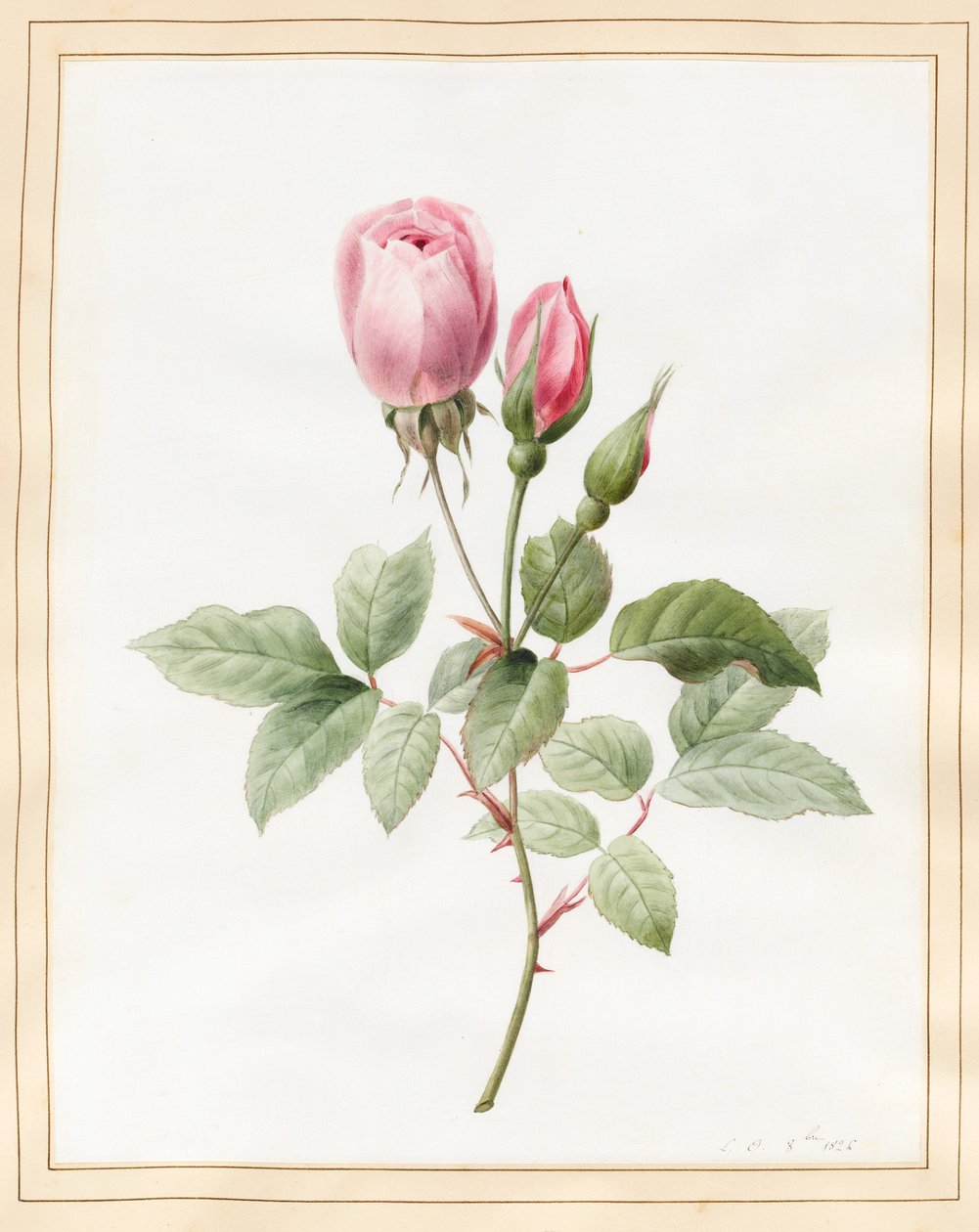 Rose rose et bourgeons, 1826 - Louise DOrleans