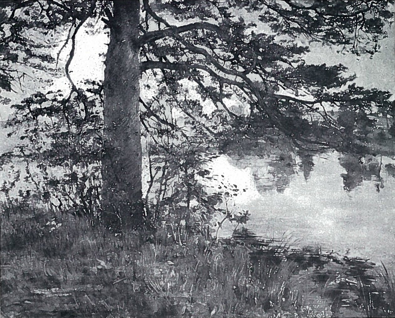 Kiefer am Wasser - Lovis Corinth