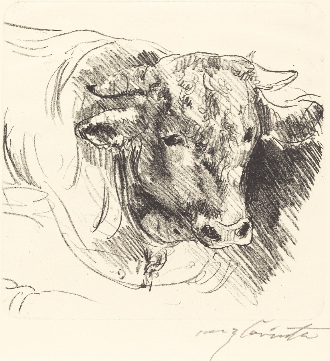 Tête de taureau - Lovis Corinth