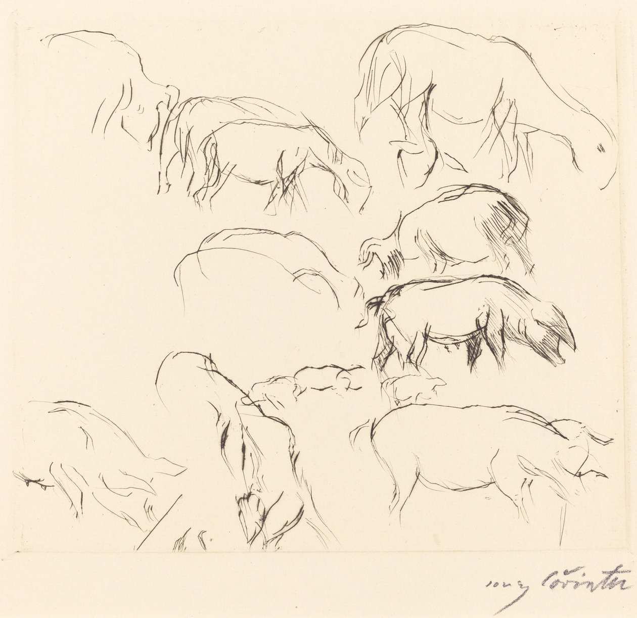 Études Animales, 1917 - Lovis Corinth