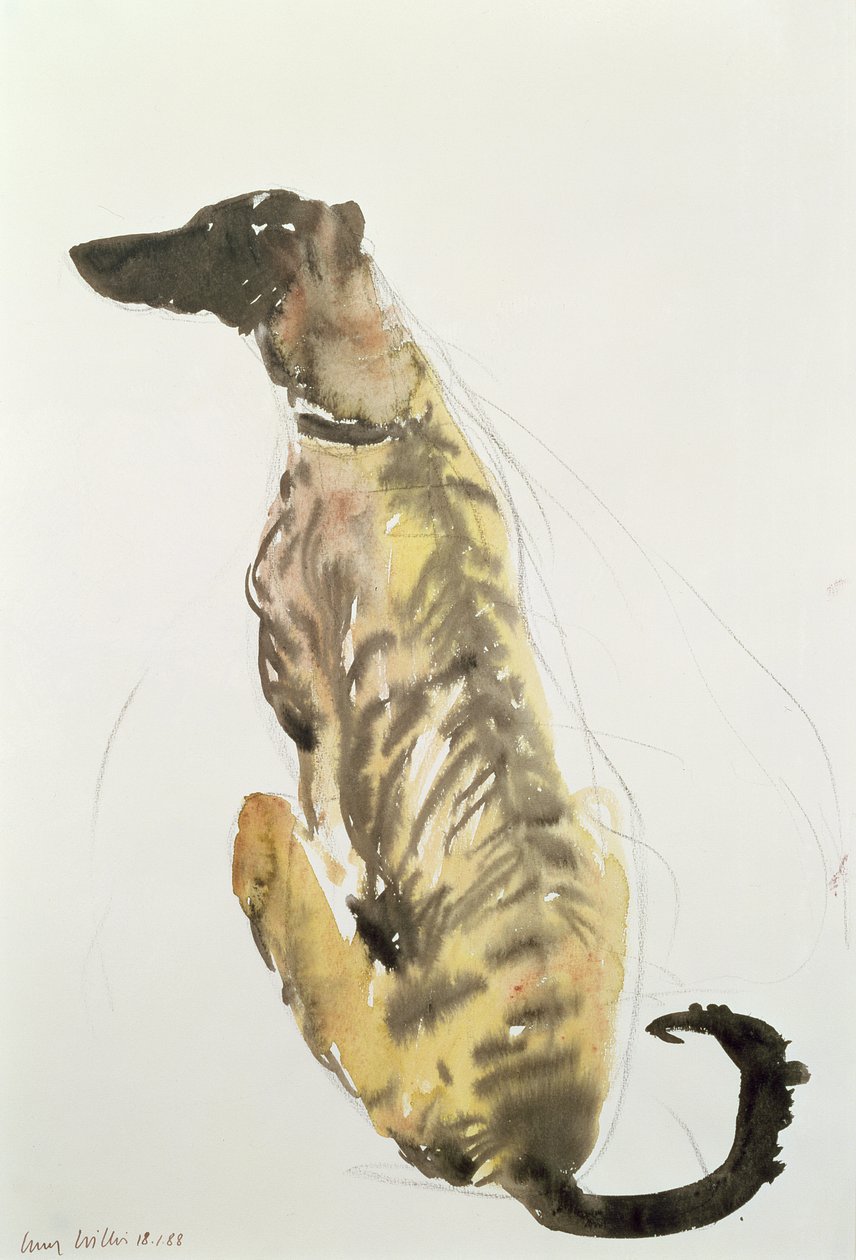Lévrier assis, 1988 - Lucy Willis