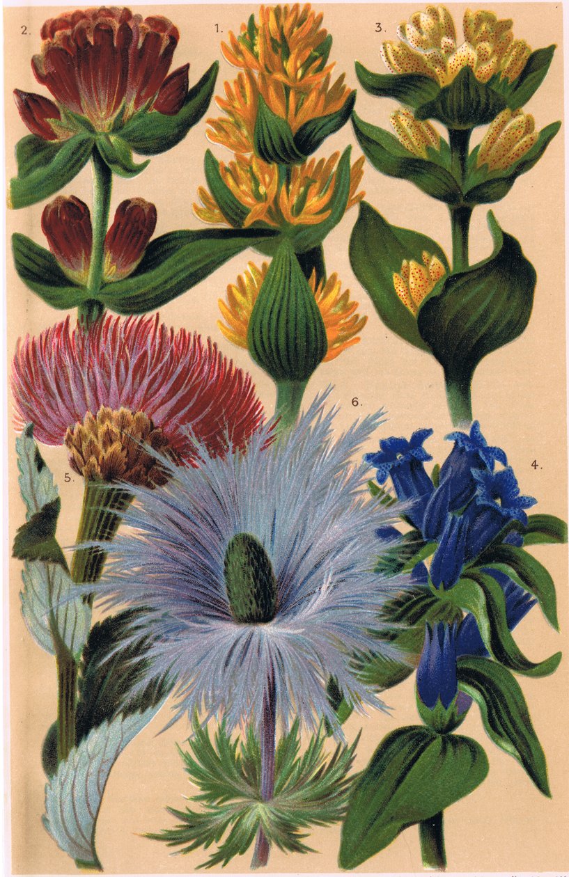 Plantes alpines, illustration de 