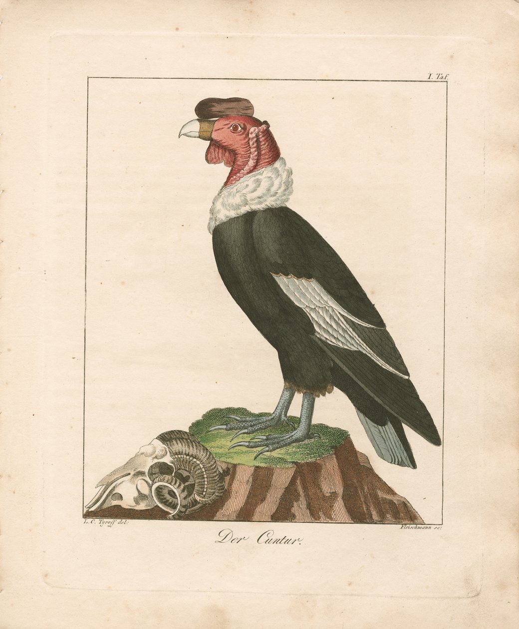 Condor des Andes (gravure sur cuivre coloriée à la main) - Ludwig Christoph Tyroff