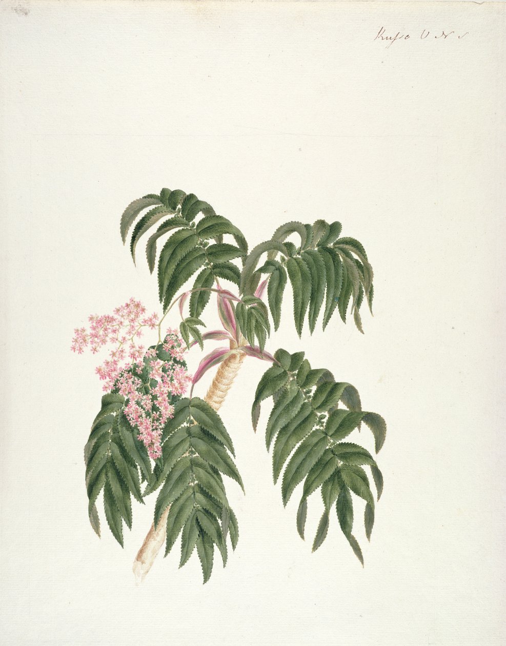 Cusso ou Banbesia; Abyssinie (feuilles et fleurs) - Luigi Balugani