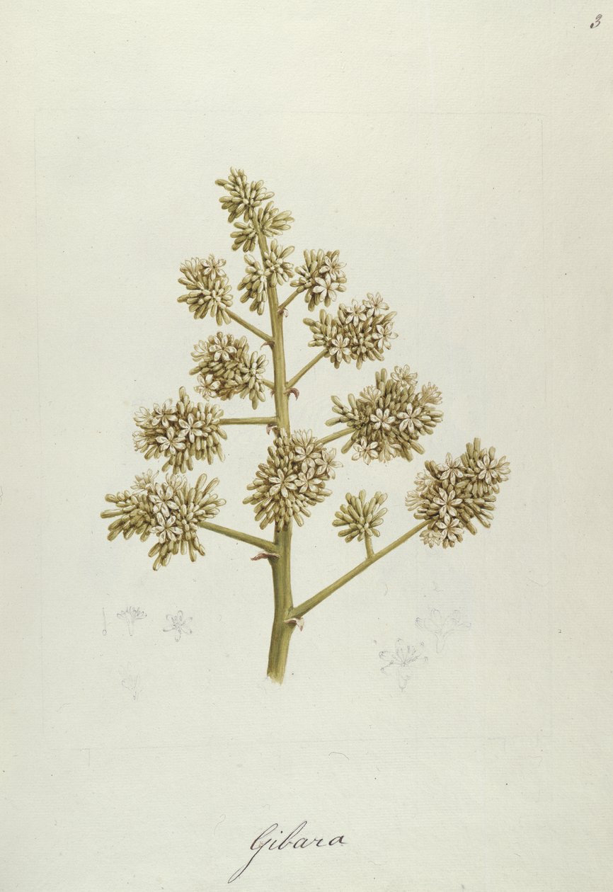 Gibara, illustration de Quarante et un dessins botaniques avec notes - Luigi Balugani