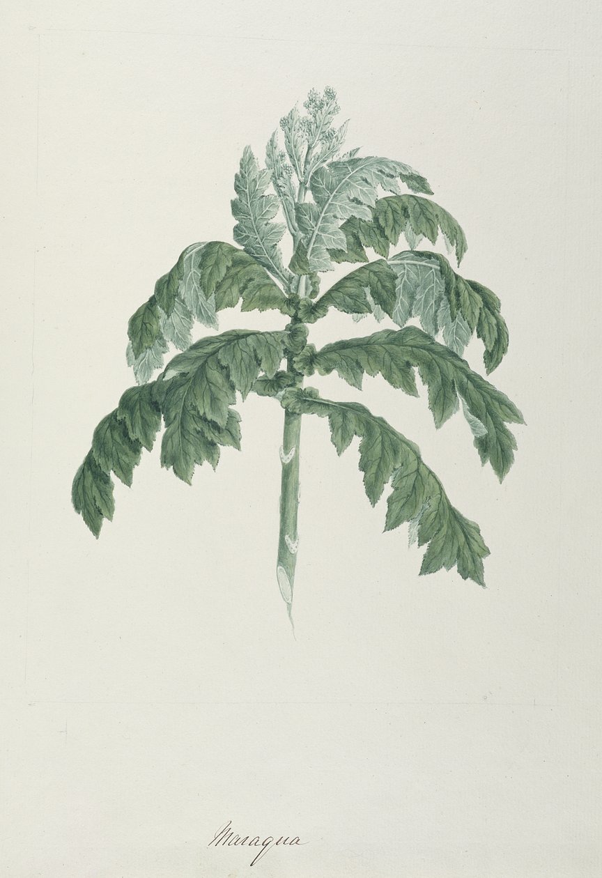 Maraqua, illustration de 