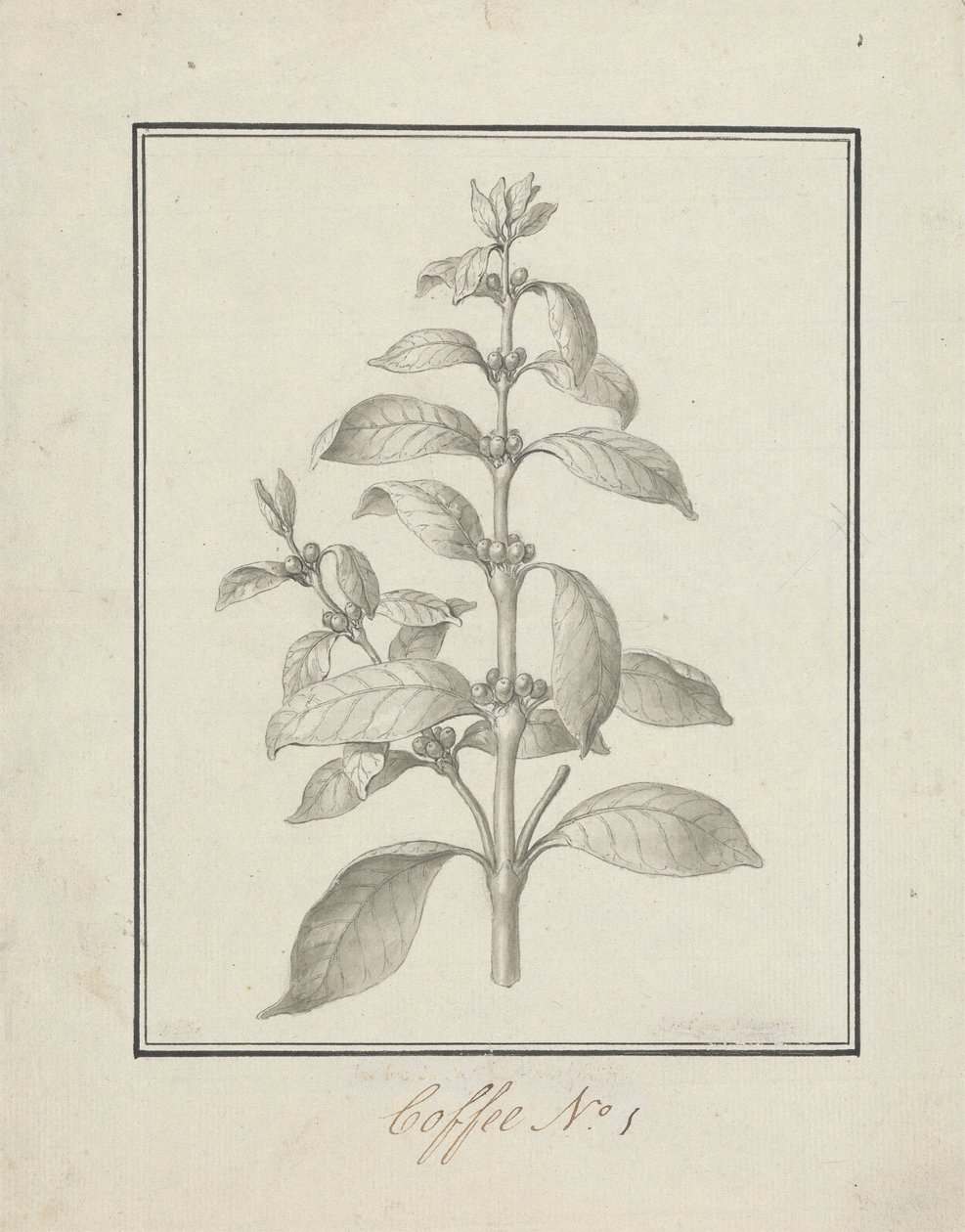 Coffea arabica L. (Caféier arabica) : dessin fini de pousse feuillue et de baies - Luigi Balugani