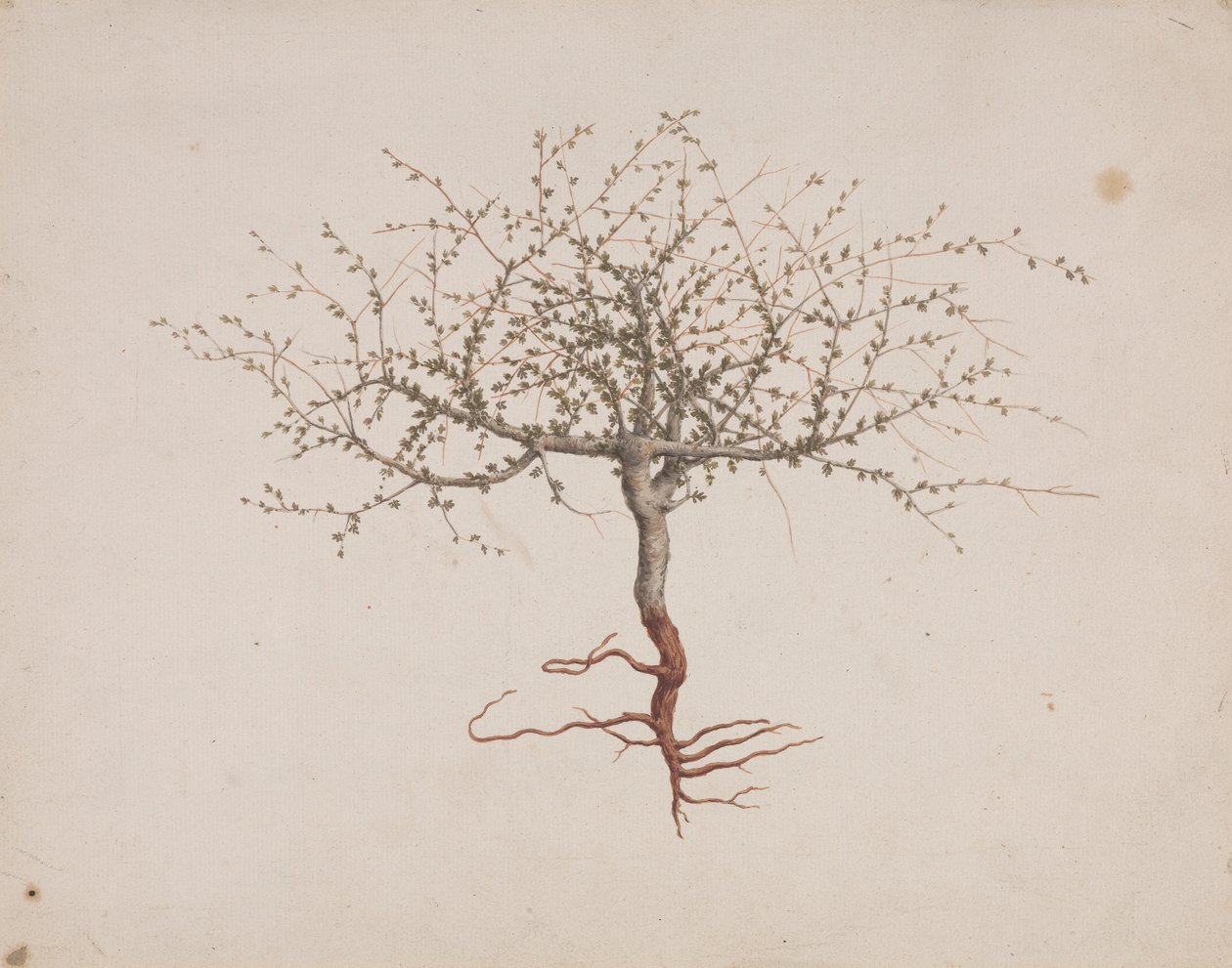 Commiphora gileadensis (L.) C. Chr. (Baume de Galaad, Opobalsam) : dessin fini de l
