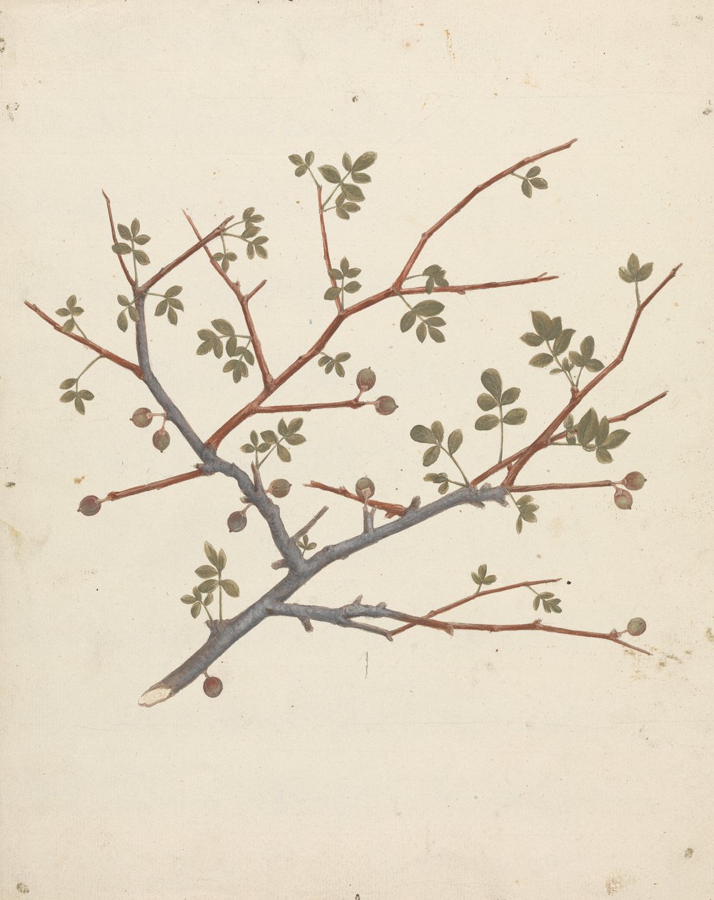 Commiphora gileadensis (L.) C. Chr. (Baume de Galaad, Opobalsam) : dessin fini d