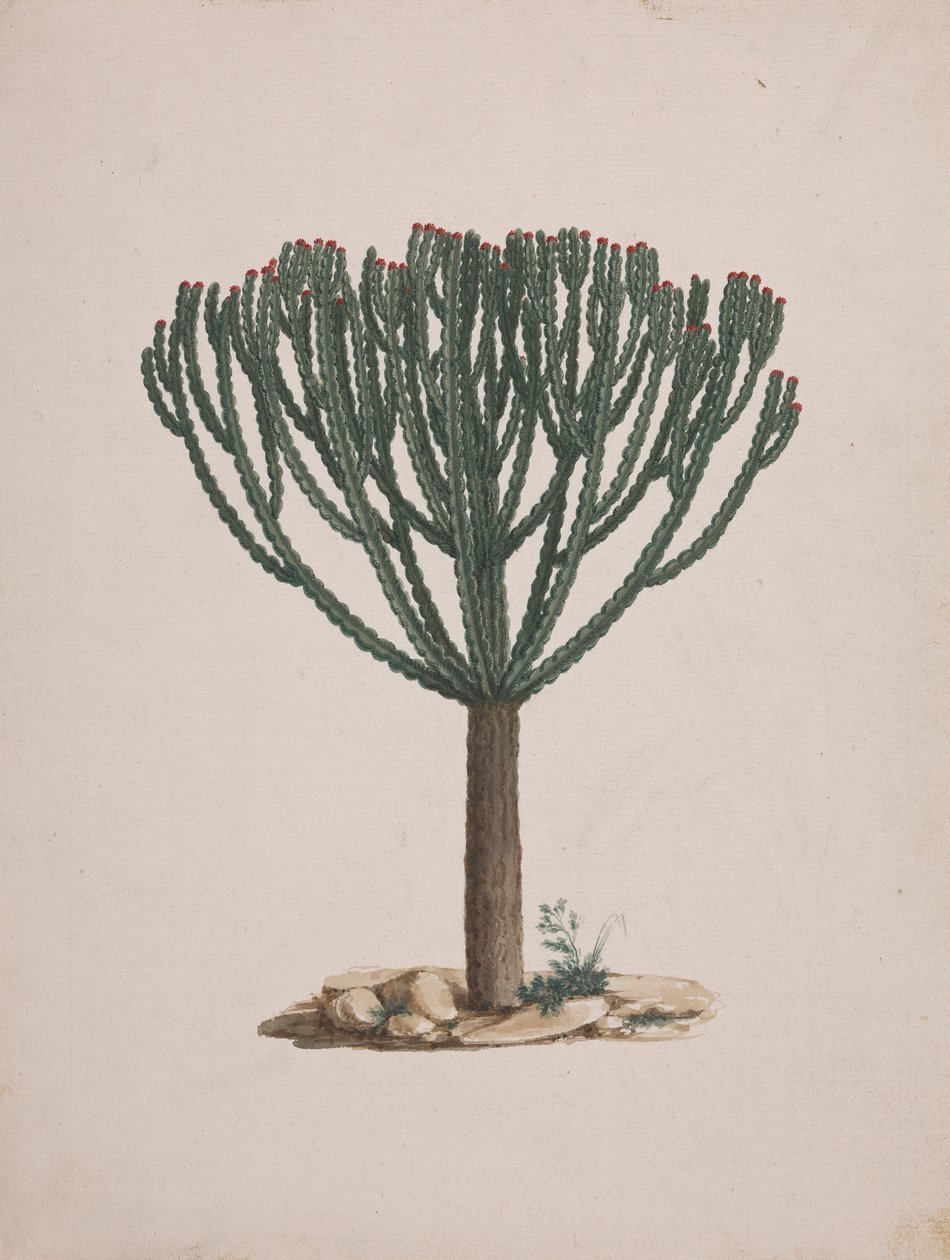 Euphorbia abyssinica J.F. Gmel. (Euphorbe éthiopienne) : dessin fini de l