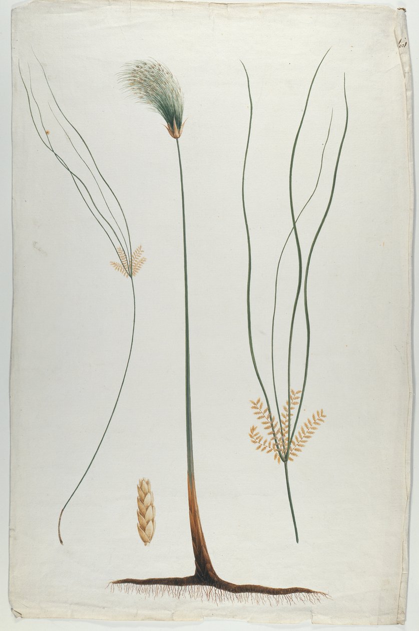 Papyrus (Détail de la plante et de la racine), d