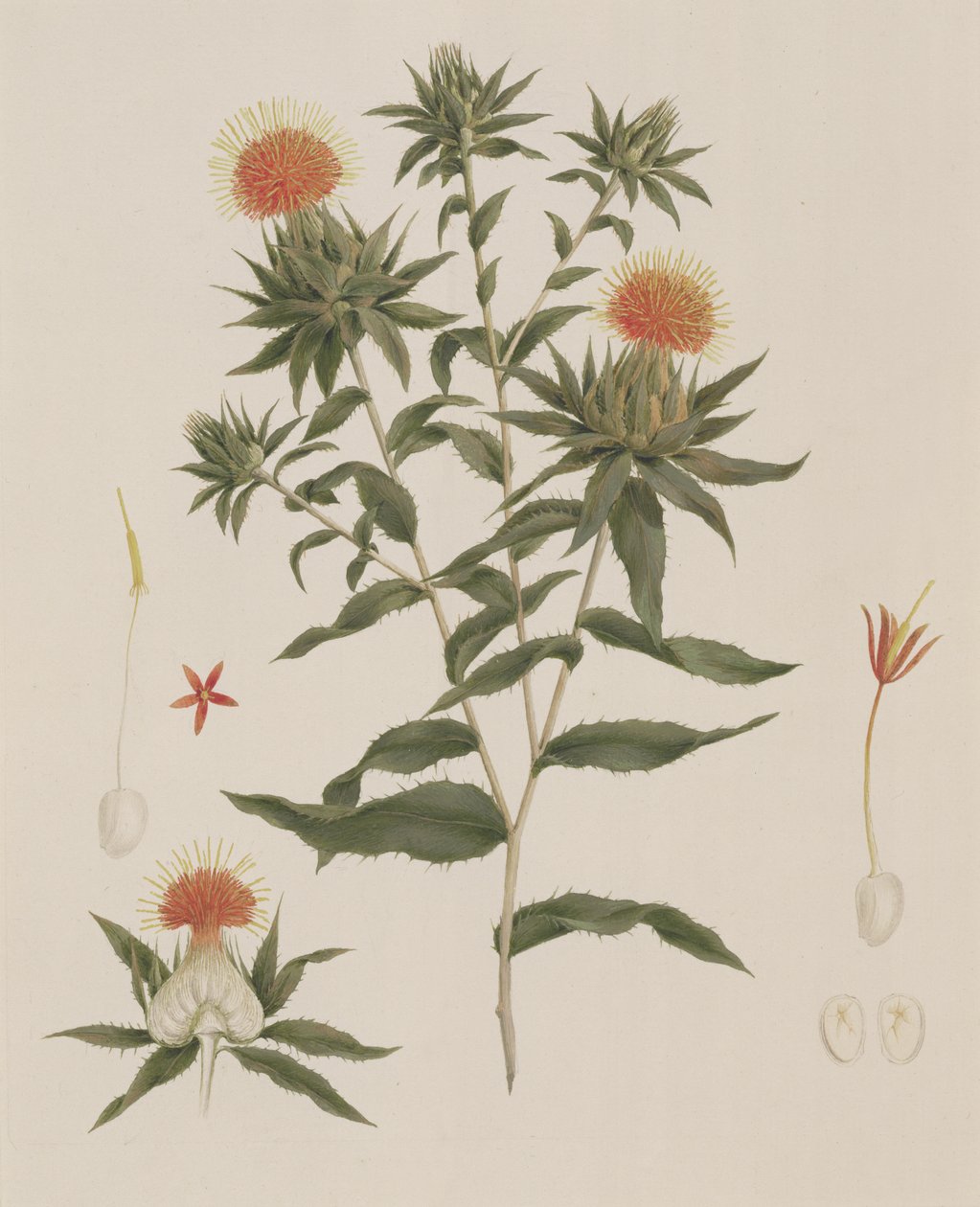Sussa (Feuilles, Fleurs et Détails) autrefois attribué à James Bruce (1730-94) - Luigi Balugani