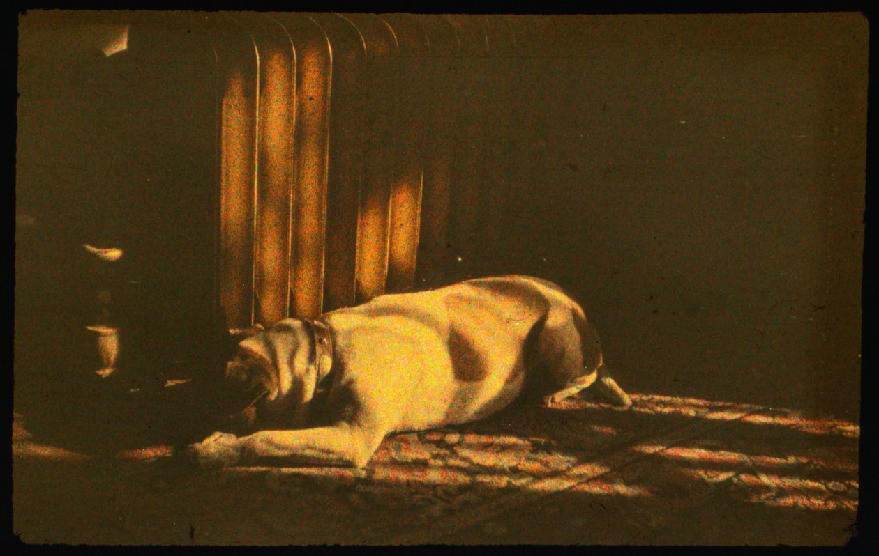 Photographie couleur de chien endormi au soleil avec Autochrome Lumière et un appareil photo 35mm - Luis Marden