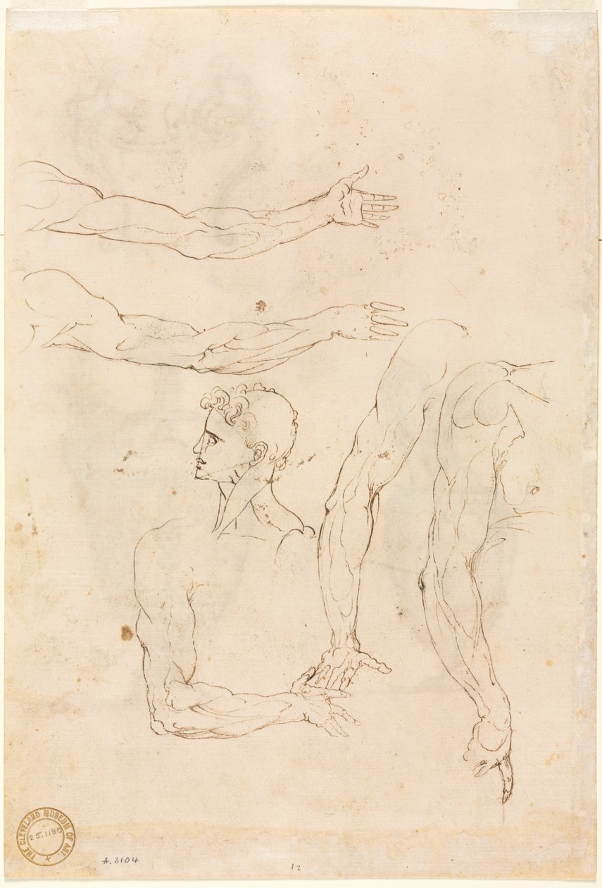 Croquis de cinq bras et une tête verso, milieu des années 1500 - Luzio Romano