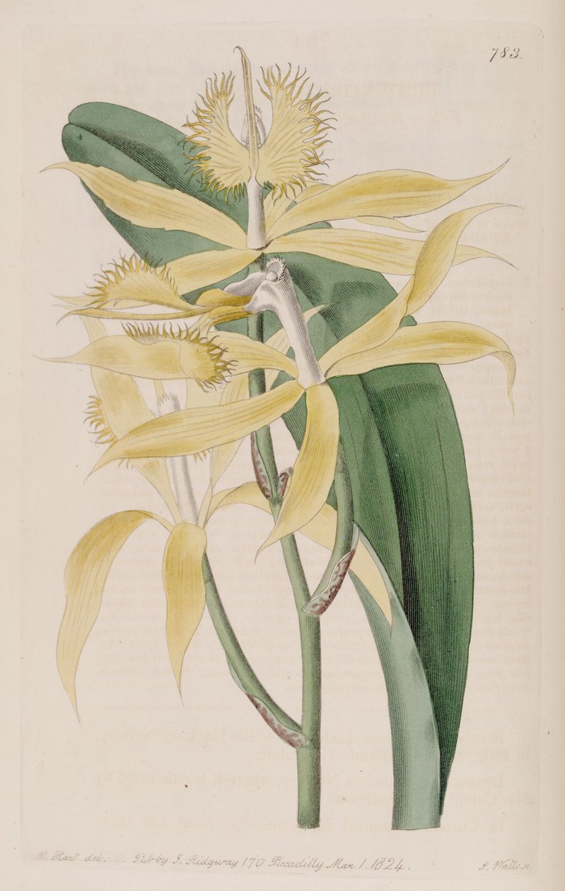 Illustration d