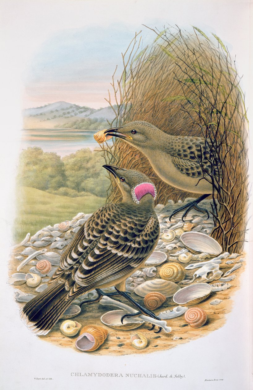Chlamydera Nuchalis, Grand ou Grand Bowerbird Gris - M. Hart