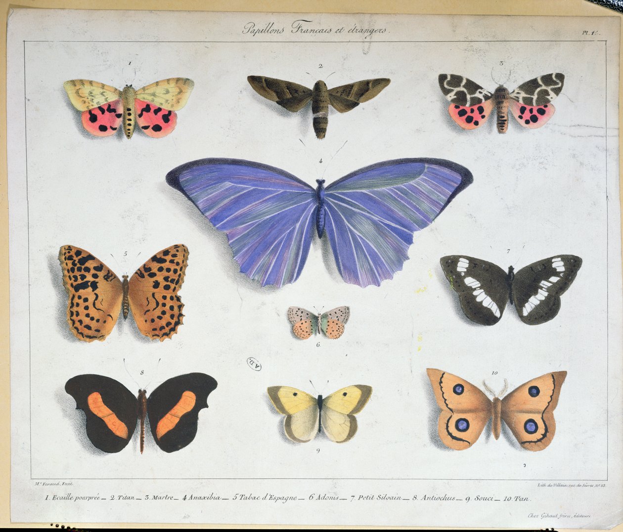 Papillons français et étrangers, gravés par Villain, vers 1830-40 - Madame Feraud