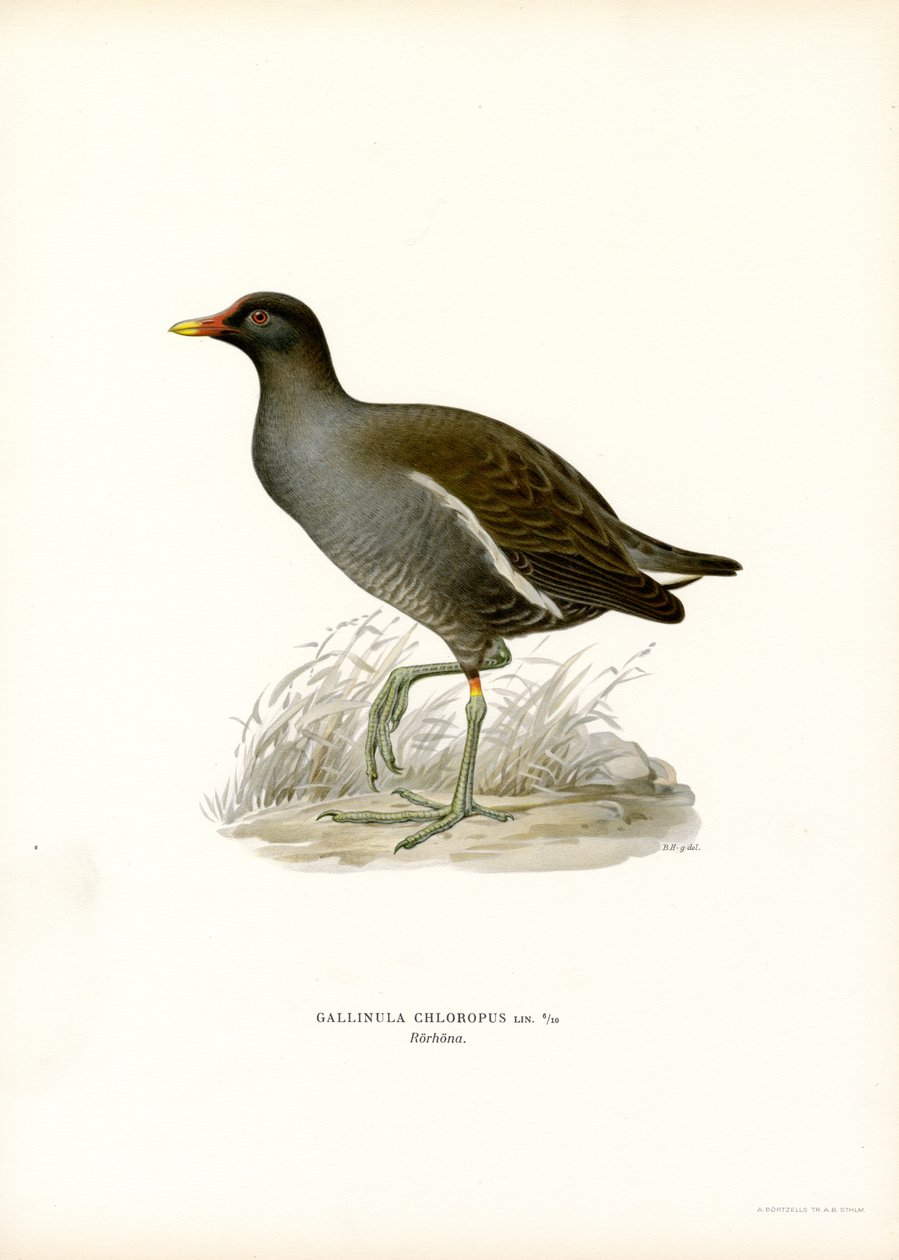 Gallinule Poule-d