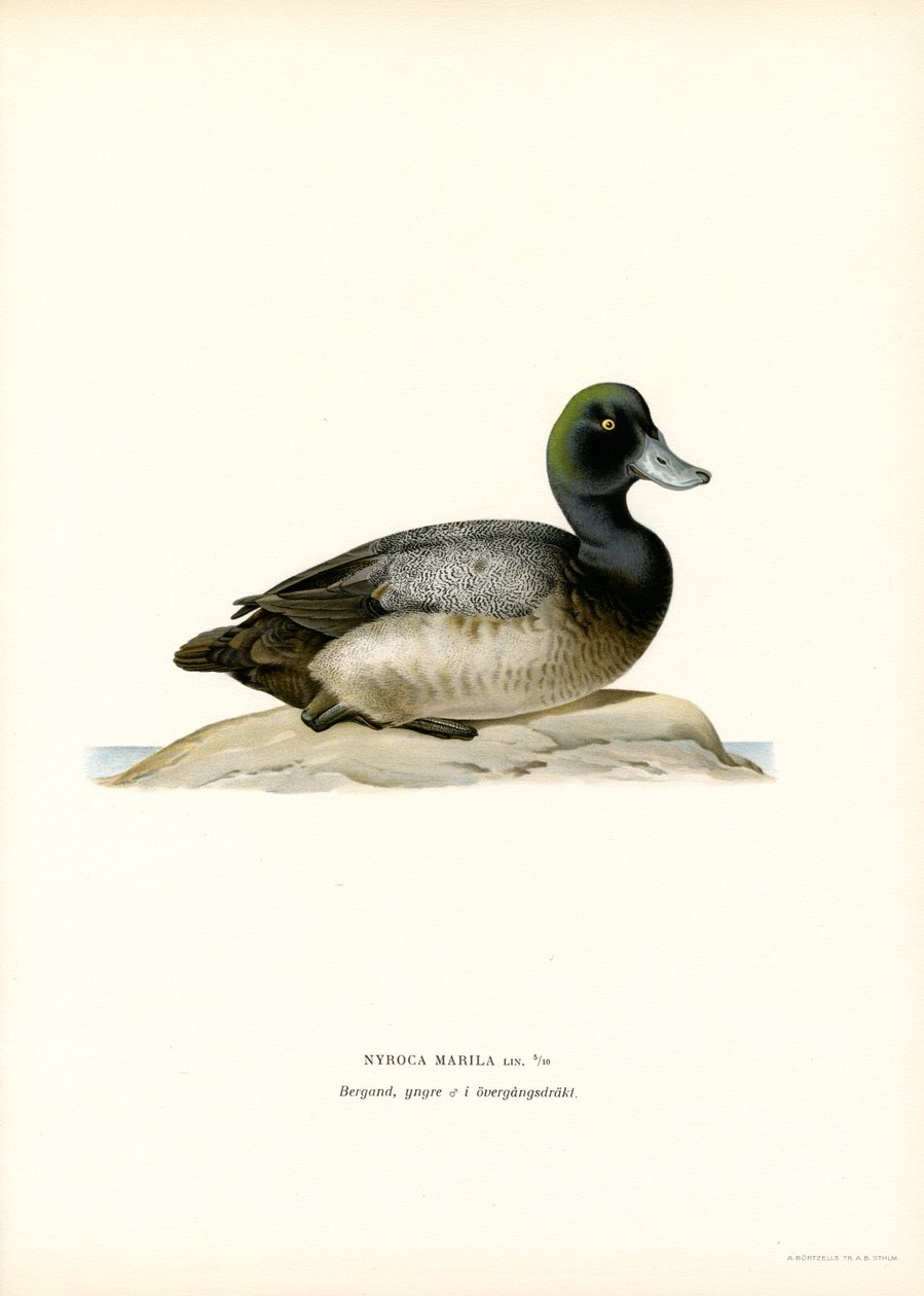 Fuligule à tête noire - Magnus Ferdinand and Wilhelm von Wright