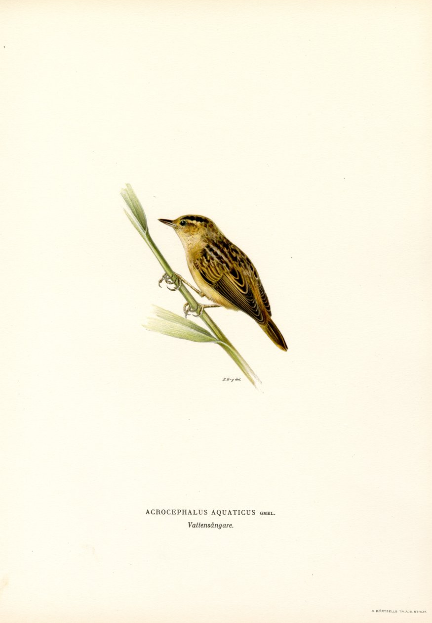 Phragmite aquatique - Magnus Ferdinand and Wilhelm von Wright