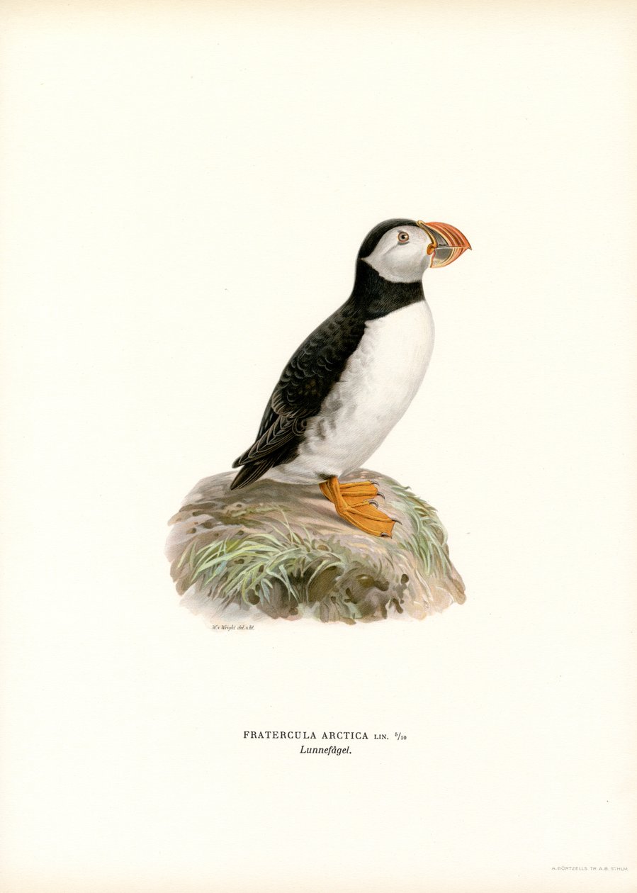 Macareux Moine - Magnus Ferdinand and Wilhelm von Wright
