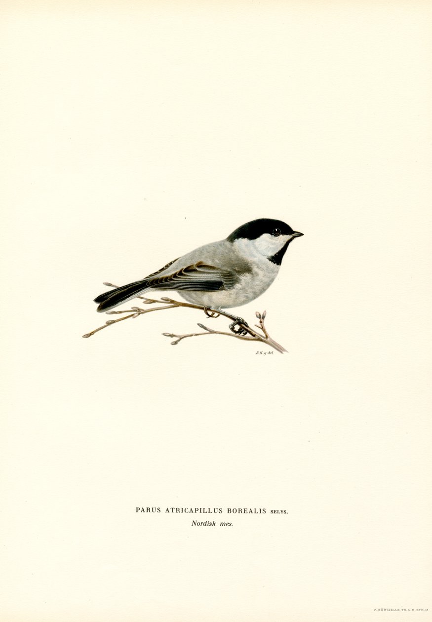 Mésange à tête noire - Magnus Ferdinand and Wilhelm von Wright