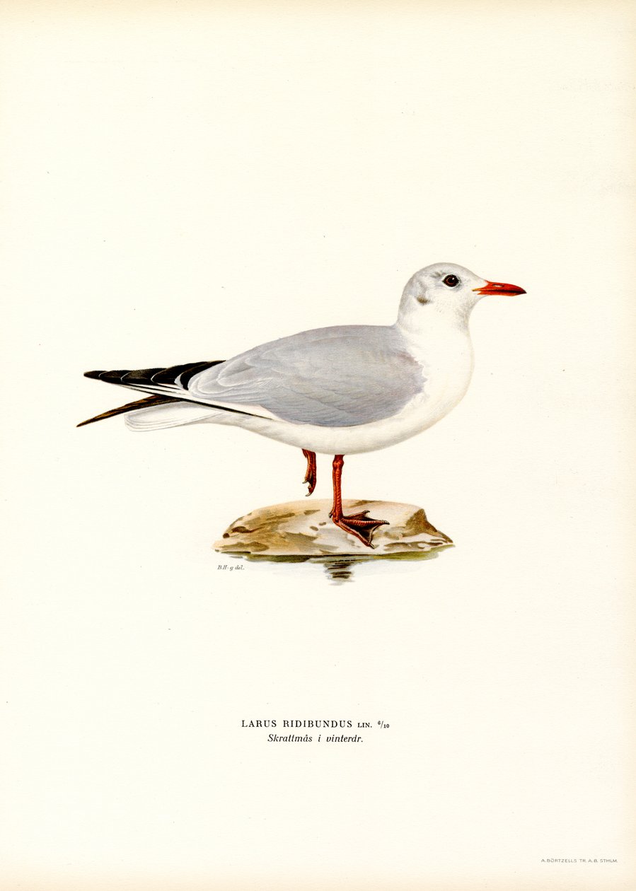 Mouette rieuse - Magnus Ferdinand and Wilhelm von Wright