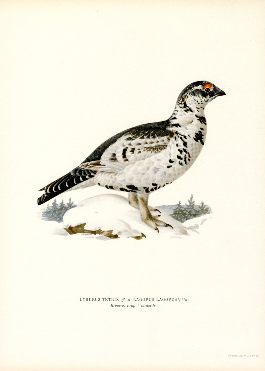 Mélange de Tétras lyre et Lagopède des saules - Magnus Ferdinand and Wilhelm von Wright