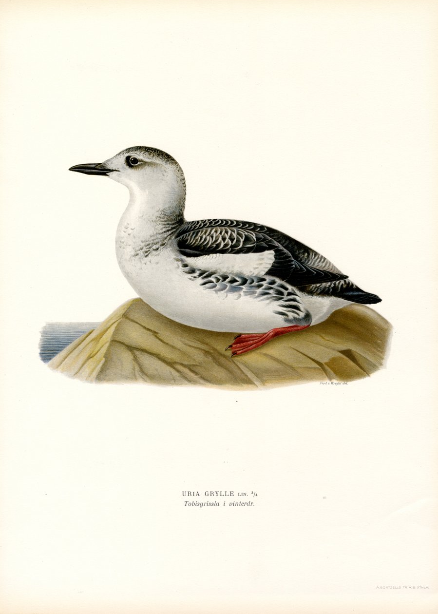 Guillemot noir (lithographie en couleur) - Magnus Ferdinand and Wilhelm von Wright