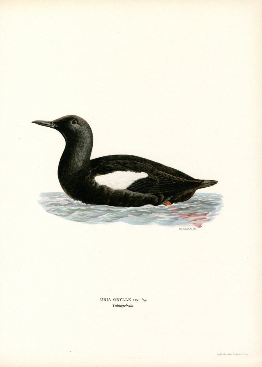 Guillemot à miroir - Magnus Ferdinand and Wilhelm von Wright