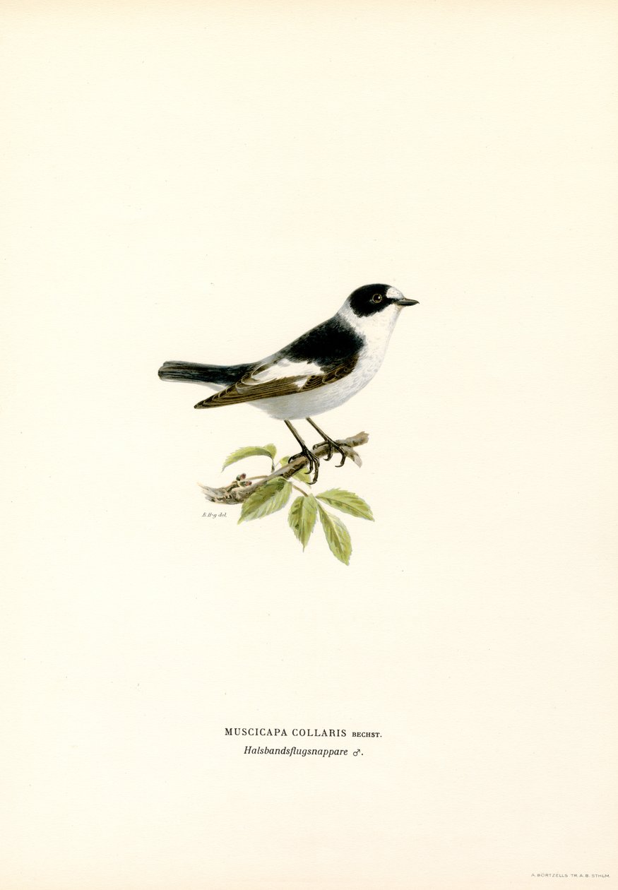 Gobemouche à collier (lithographie en couleur) - Magnus Ferdinand and Wilhelm von Wright
