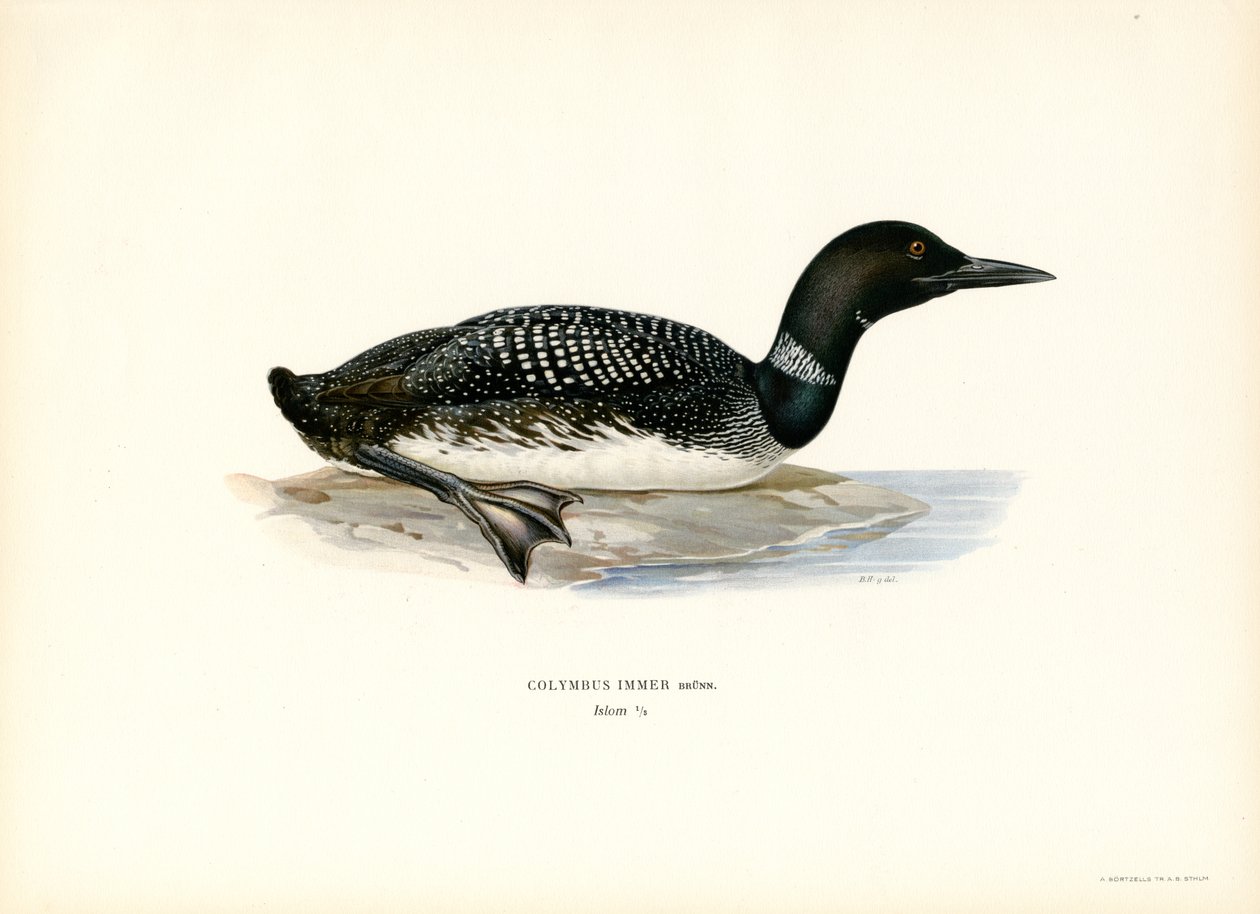 Plongeon huard - Magnus Ferdinand and Wilhelm von Wright