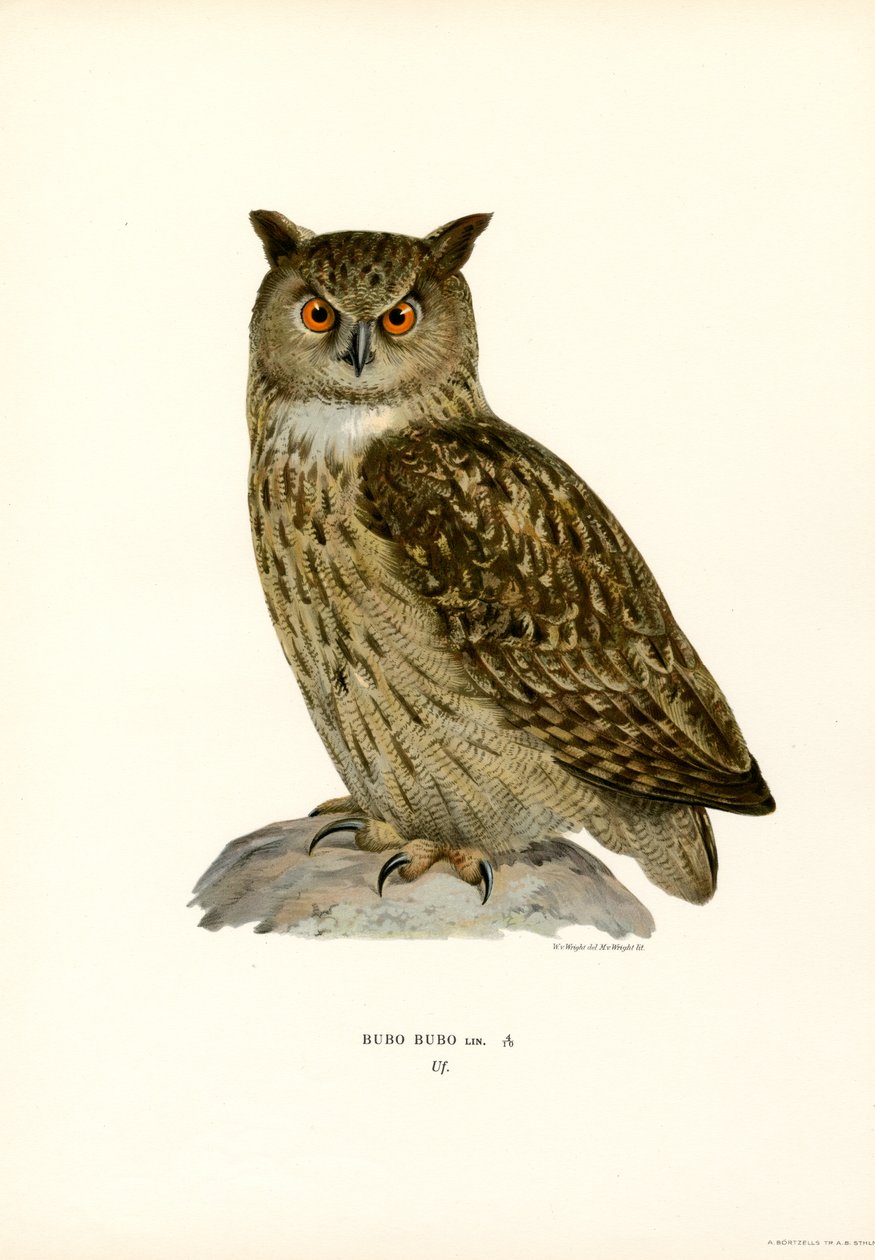 Hibou grand-duc - Magnus Ferdinand and Wilhelm von Wright