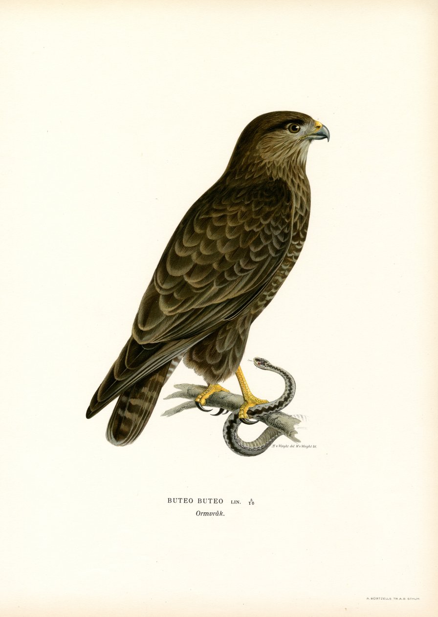 Buse variable - Magnus Ferdinand and Wilhelm von Wright