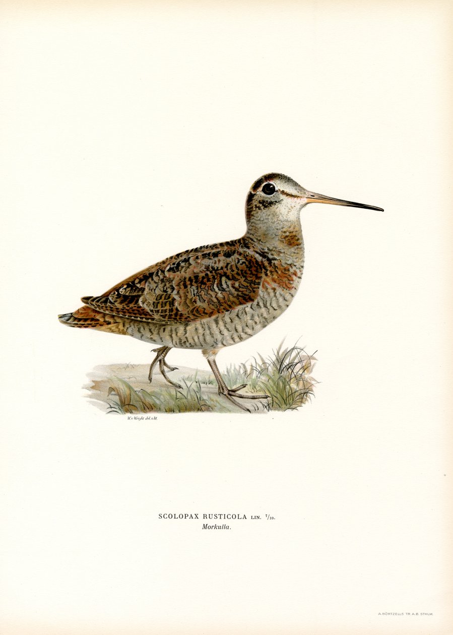 Bécasse des bois - Magnus Ferdinand and Wilhelm von Wright