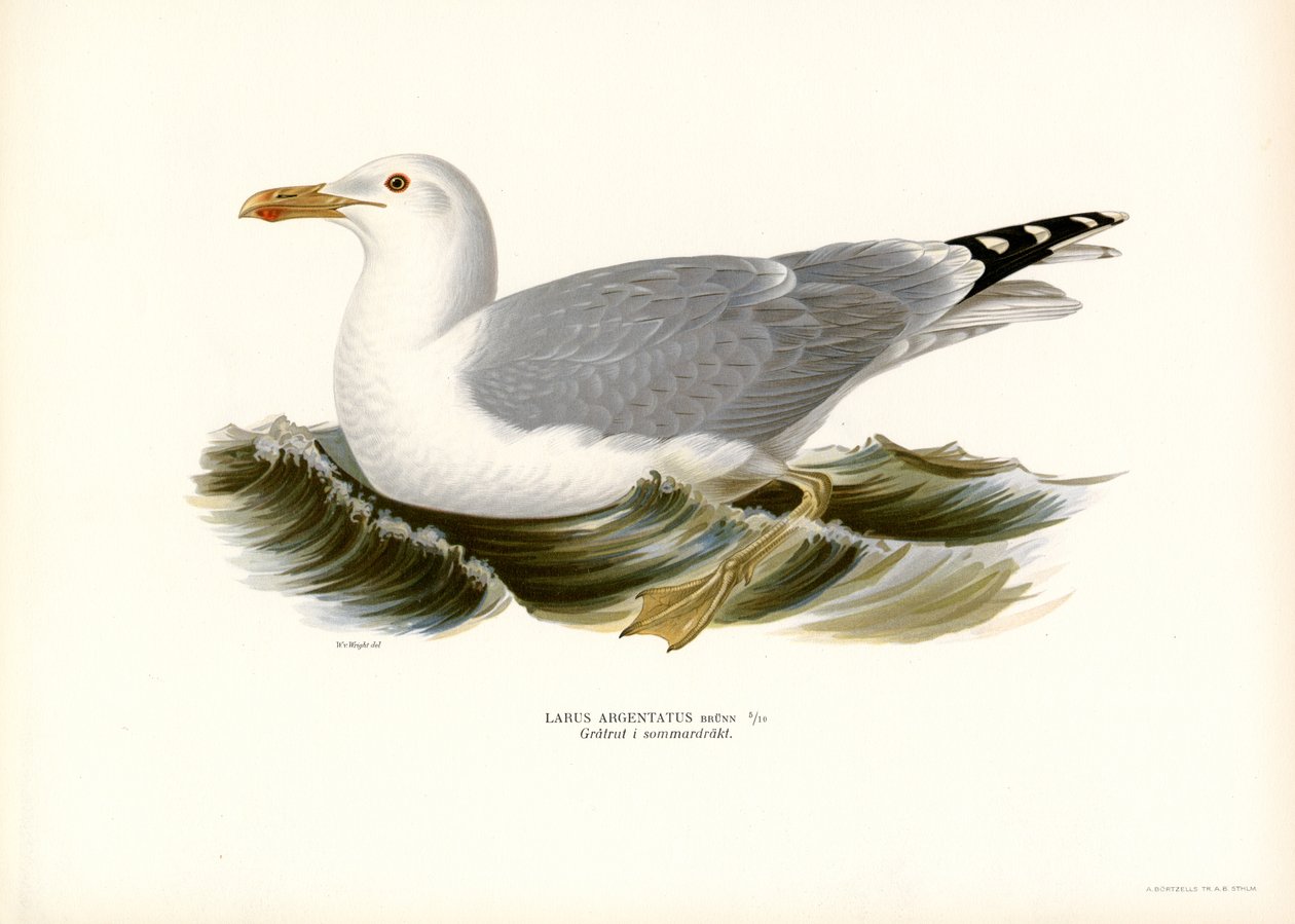 Goéland argenté - Magnus Ferdinand and Wilhelm von Wright