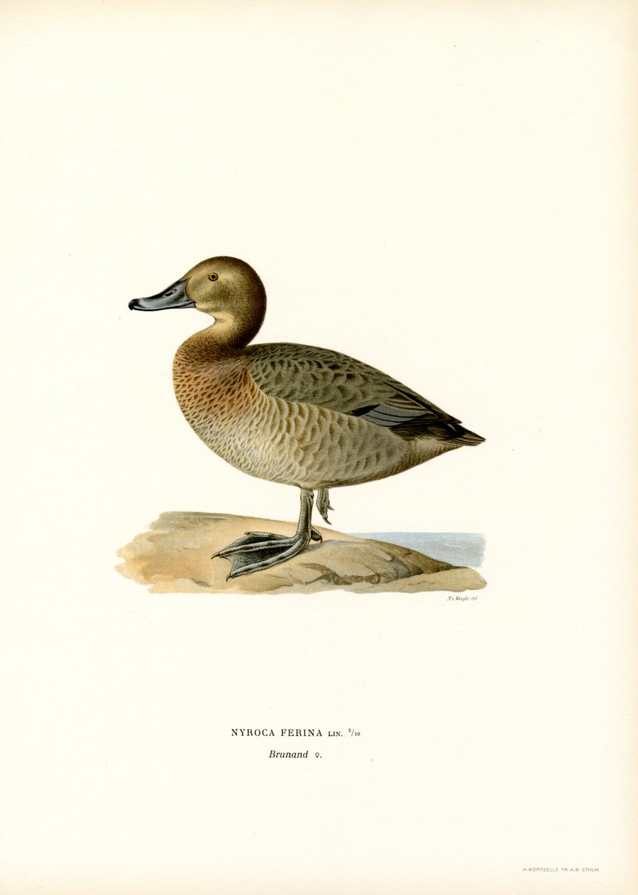 Fuligule milouin - Magnus Ferdinand and Wilhelm von Wright