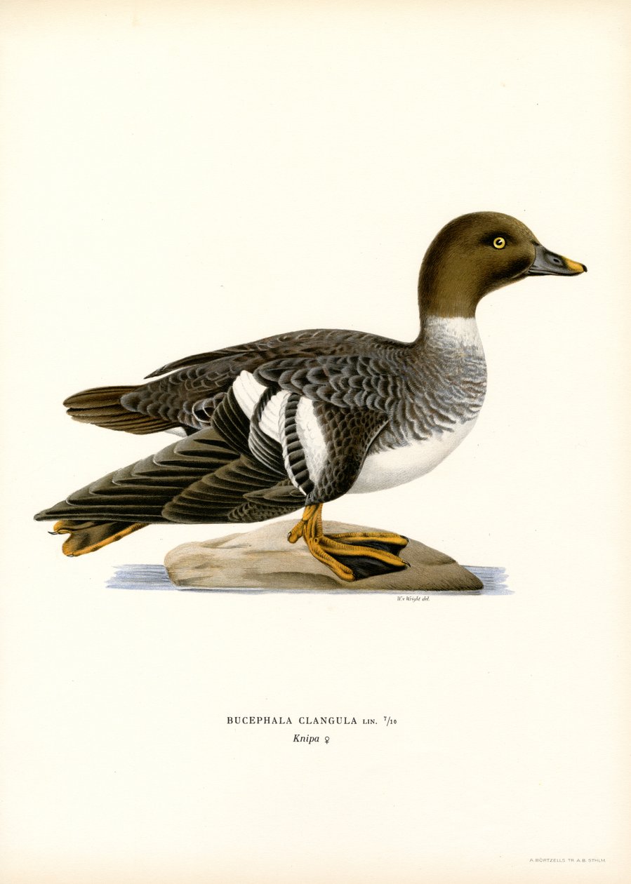 Garrot à œil d