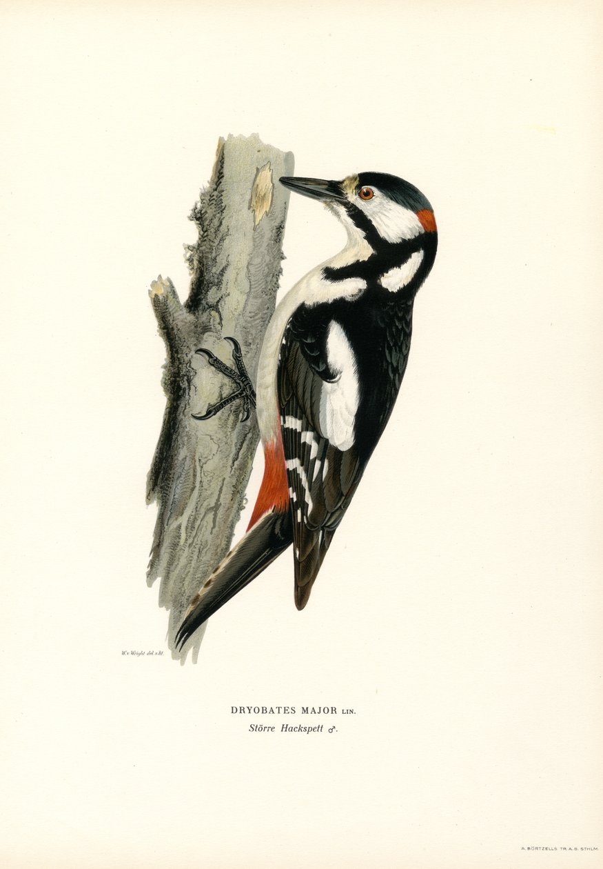 Pic épeiche - Magnus Ferdinand and Wilhelm von Wright