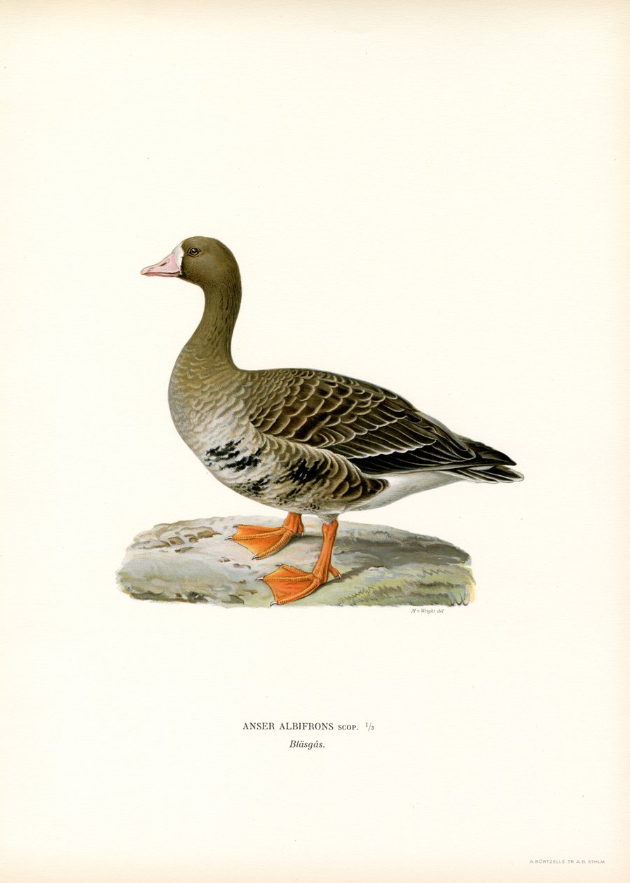 Oie rieuse - Magnus Ferdinand and Wilhelm von Wright