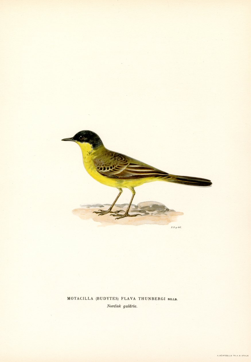 Bergeronnette à tête grise (lithographie en couleur) - Magnus Ferdinand and Wilhelm von Wright