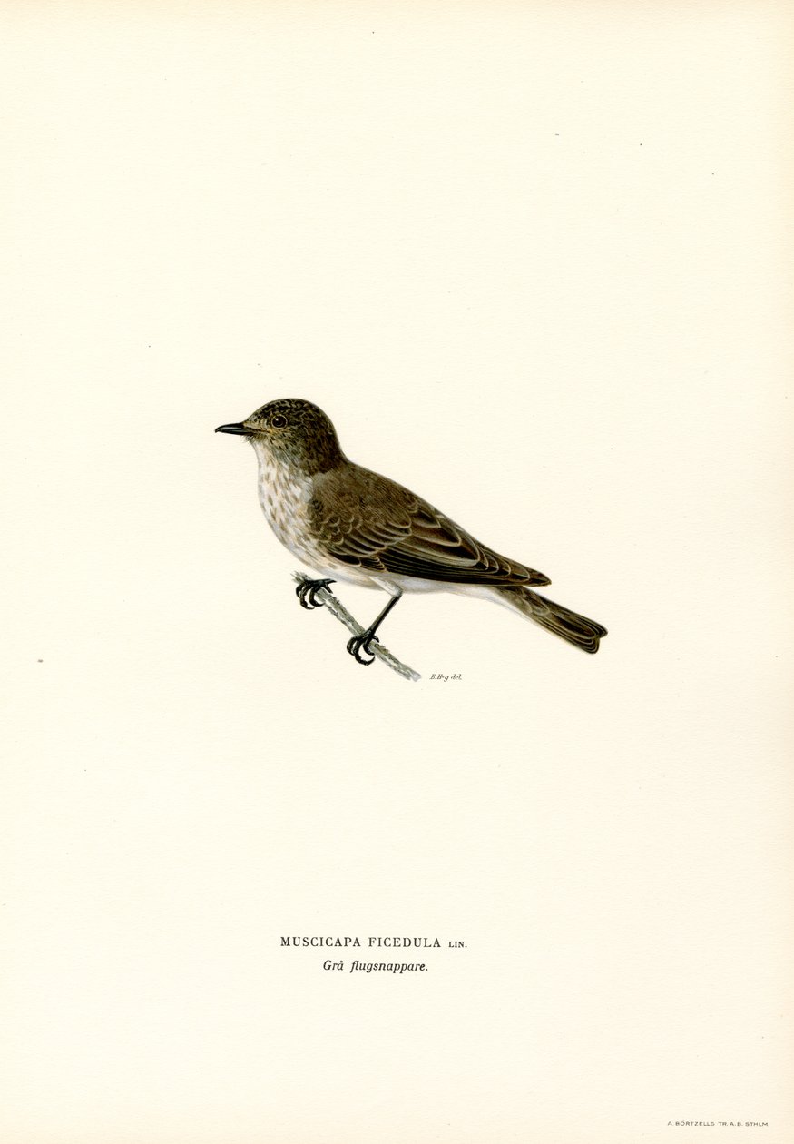 Gobemouche gris - Magnus Ferdinand and Wilhelm von Wright