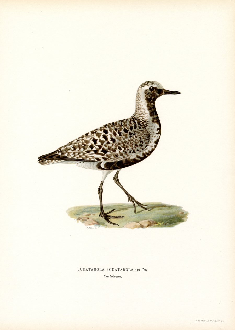 Pluvier argenté - Magnus Ferdinand and Wilhelm von Wright