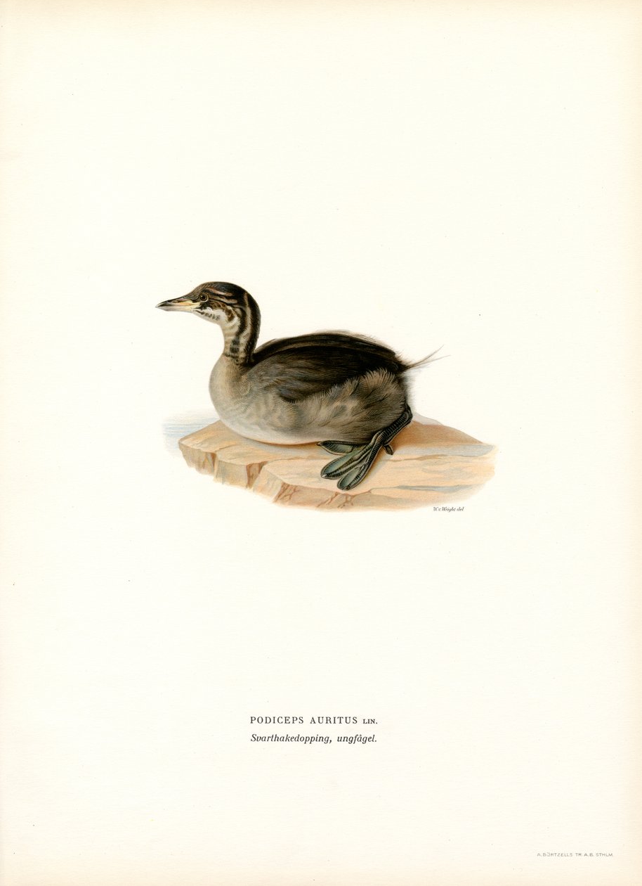 Grèbe esclavon - Magnus Ferdinand and Wilhelm von Wright