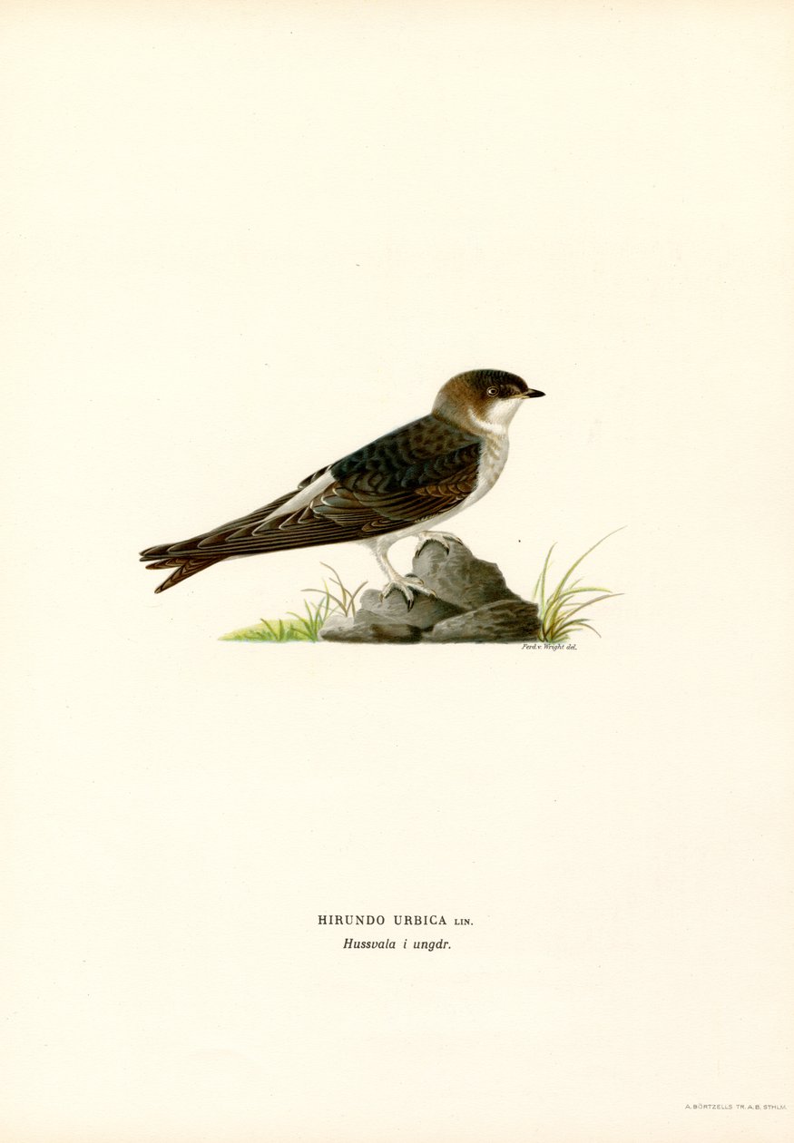 Hirondelle de fenêtre - Magnus Ferdinand and Wilhelm von Wright