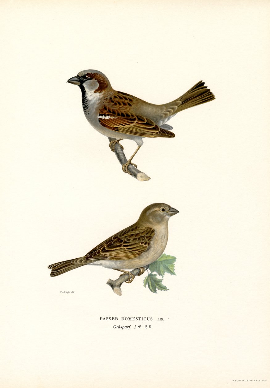Moineau domestique - Magnus Ferdinand and Wilhelm von Wright