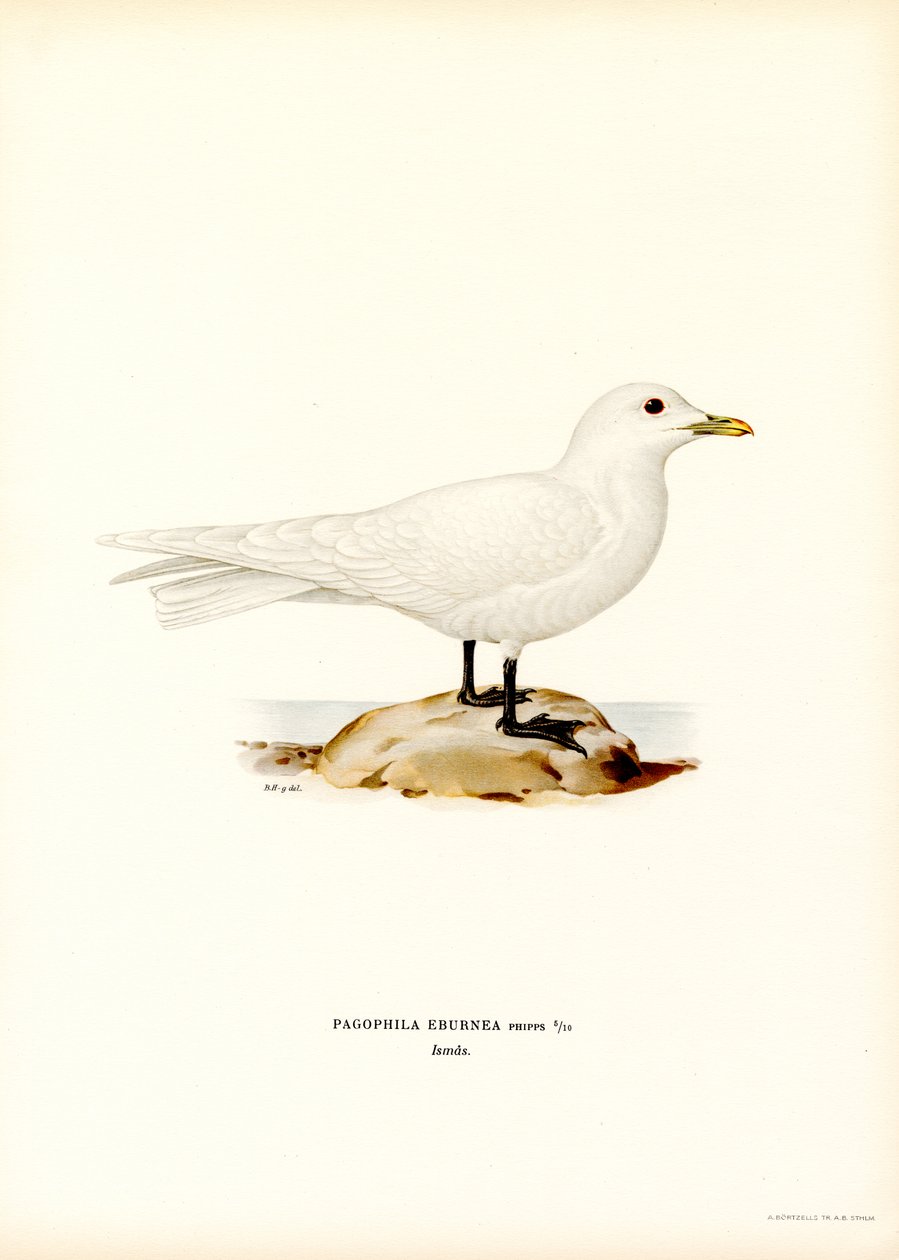 Mouette blanche - Magnus Ferdinand and Wilhelm von Wright