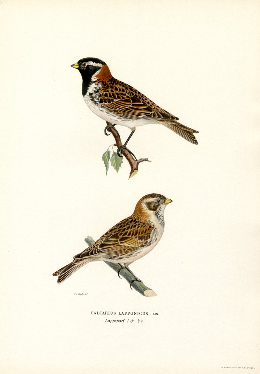 Bruant lapon - Magnus Ferdinand and Wilhelm von Wright