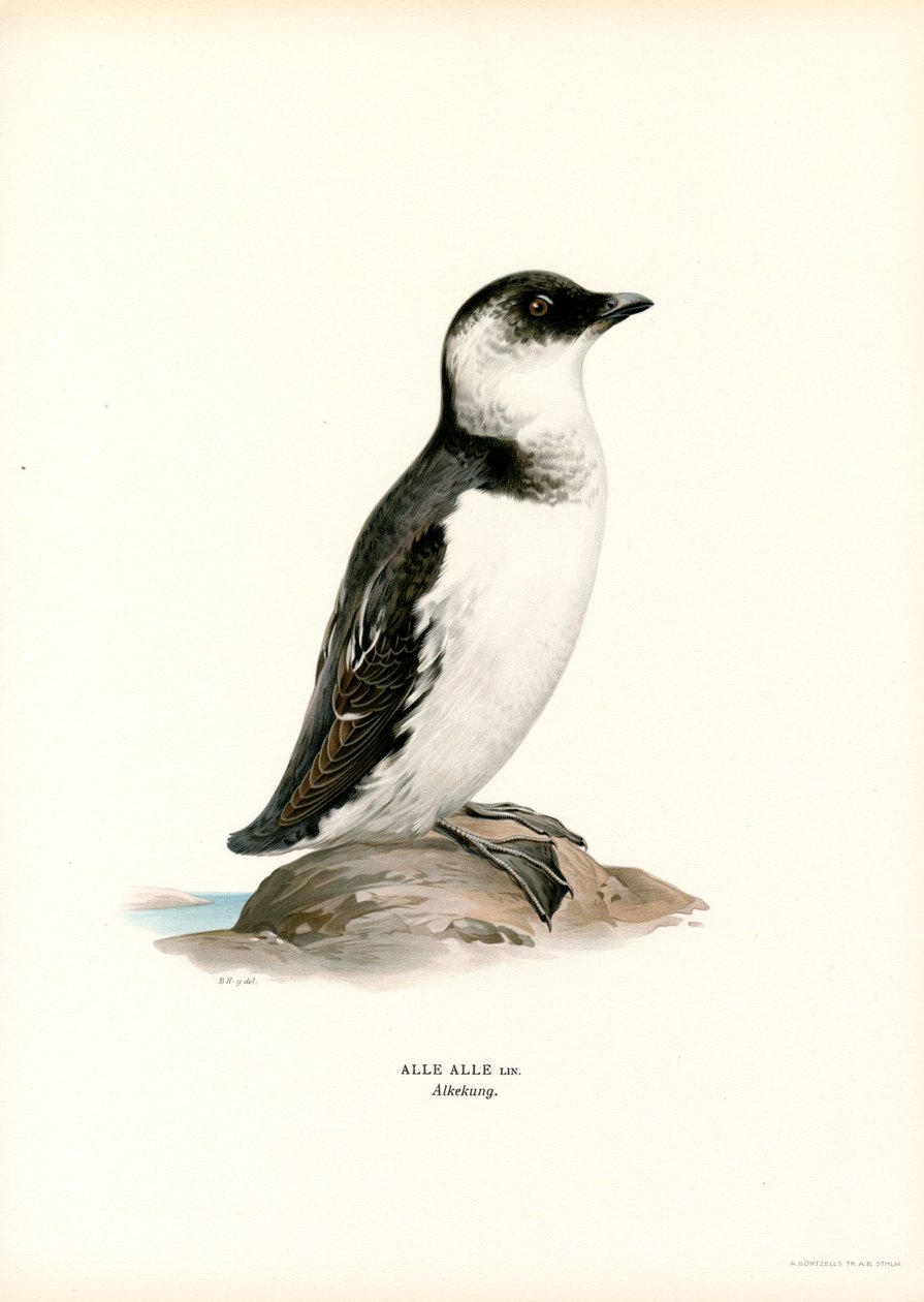 Mergule nain - Magnus Ferdinand and Wilhelm von Wright