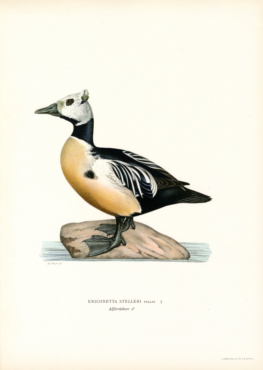 Petit eider - Magnus Ferdinand and Wilhelm von Wright